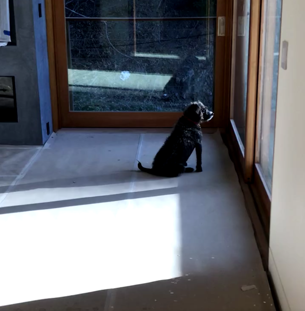 Shot of the family dog looking at the window at the Benedict Canyone property