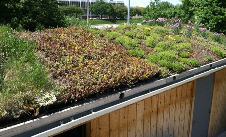 Plant varietals on green roof with drainage system